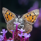 Insects